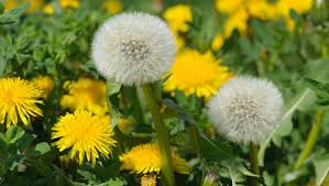 dandelions