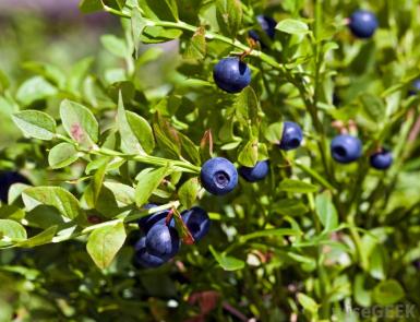 huckleberry-plant