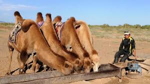 waterforcamels