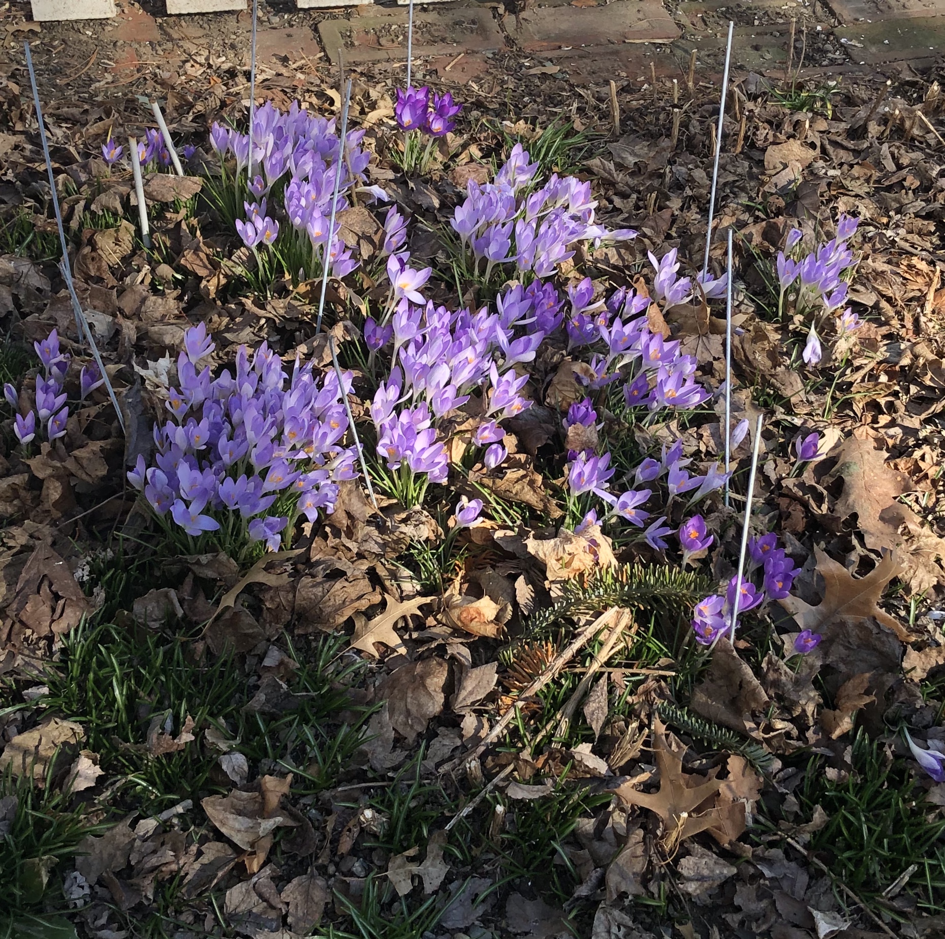 “Bye, Bye, Bernie?” “Hello Spring” | Saved By Words